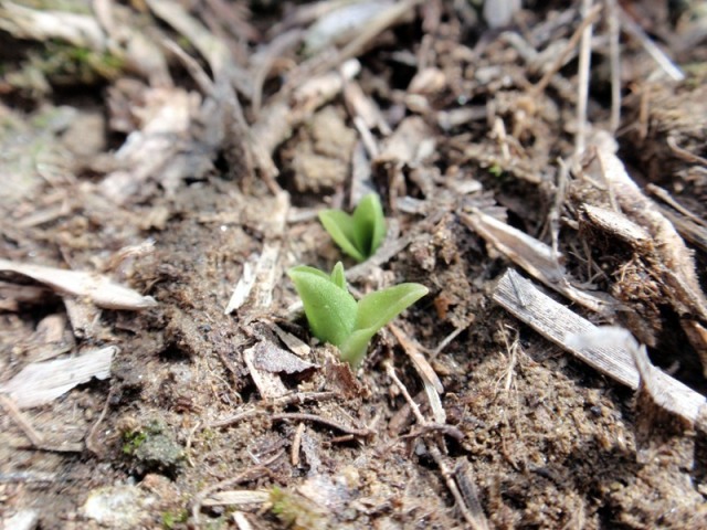 Spiranthes spiralis